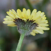 erigeron_aureus2bd (Erigeron aureus)