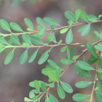 Erythroxylum hypericifolium (Érythroxyle à feuilles de millepertuis)