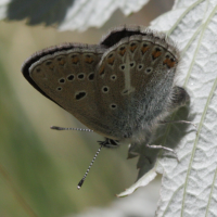 eumedonia_eumedon2bd (Eumedonia eumedon)