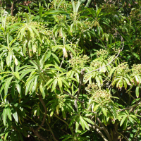 Euphorbia mellifera (Euphorbe mellifère)