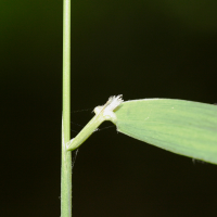 festuca_altissima3md