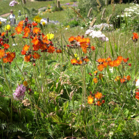 Pilosella aurantiaca (Épervière orangée, Piloselle orangée)