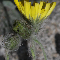 hieracium_lawsonii3bd