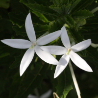 Hippobroma longiflora (Etoile de Bethléem)