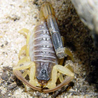 Hottentota jayakari (Scorpion)