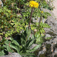 Hypochaeris uniflora (Hypochaeris, Porcelle)