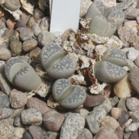 Lithops marmorata (Plante caillou)