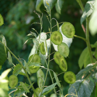 lunaria_annua3bd