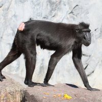 Macaca nigra (Macaque noir)