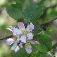 malus_sylvestris4md