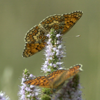 melitaea_phoebe2md