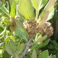 Olearia traversii (Oléaria)