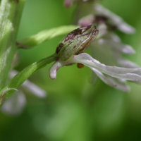 orchis_purpurea4bd