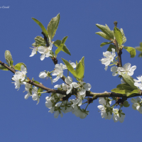 prunus_domestica_reine-claude1md