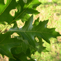 quercus_palustris2md