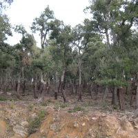 Quercus suber (Chêne liège)