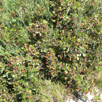 Rhamnus alaternus (Alaterne)