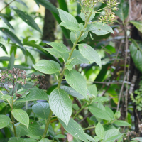 Senecio lucidus (Seneçon)