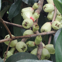 syzygium_malaccense6md