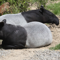 tapirus_indicus2md (Tapirus indicus)