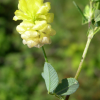 Trifolium campestre (Trèfle des champs, Trèfle jaune)
