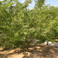 Zelkova sinica (Zelkova de Chine)