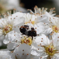 anthrenus_pimpinellae2bd (Anthrenus pimpinellae)