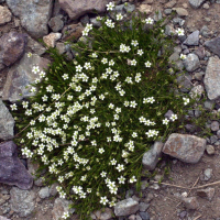 Arenaria grandiflora (Sabline à grandes fleurs)