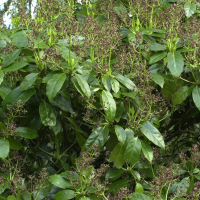 aucuba_japonica4md (Aucuba japonica)