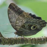 caligo_memnon2abd (Caligo telamonius ssp. memnon)