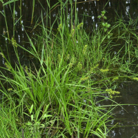 Carex vulpina (Laîche des renards)