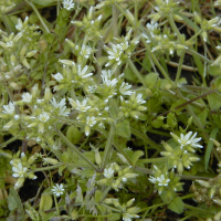 cerastium_glomeratum2md (Cerastium glomeratum)