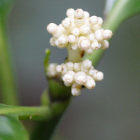 chassalia_corallioides2md (Chassalia corallioides)