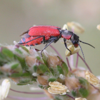 clanoptilus_rufus3md (Clanoptilus rufus)