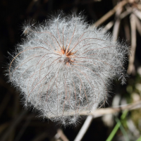 clematis_alpina5md