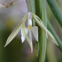 coilostylis_falcata2bd (Coilostylis falcata)