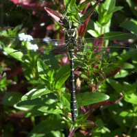 cordulegaster_boltonii2md (Cordulegaster boltonii)