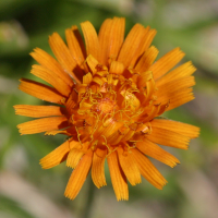 crepis_aurea2md