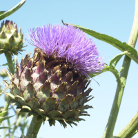 cynara_scolymus5md (Cynara scolymus)