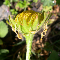 doronicum_grandiflorum3md (Doronicum grandiflorum)