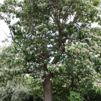 Ehretia dicksonii (Cabrillet à grandes feuilles)