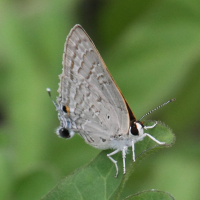 Eicochrysops sanguigutta (Lycène)
