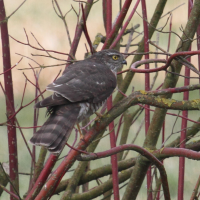 epervier_d-europe_-_accipiter_nisus6bd