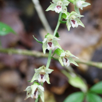 Epipactis muelleri (Epipactis de Müller)