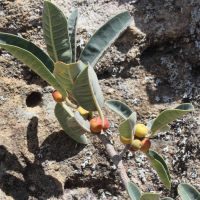 ficus_menabeensis_meridionalis3md