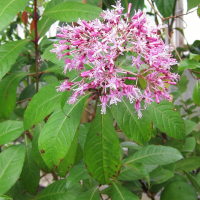 fuchsia_paniculata2bd