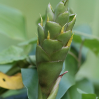 hedychium_flavescens3bd