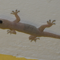 Hemidactylus frenatus (Gecko, Margouillat)