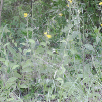 Hieracium lachenalii (Épervière vulgaire)