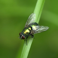 Lucilia caesar (Lucilie verte)